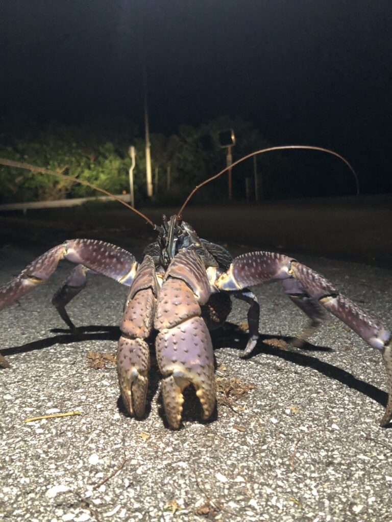 北大東島にも生息しているヤシガニですが、その生息域は広く、宮古島・八重山諸島でも見られます