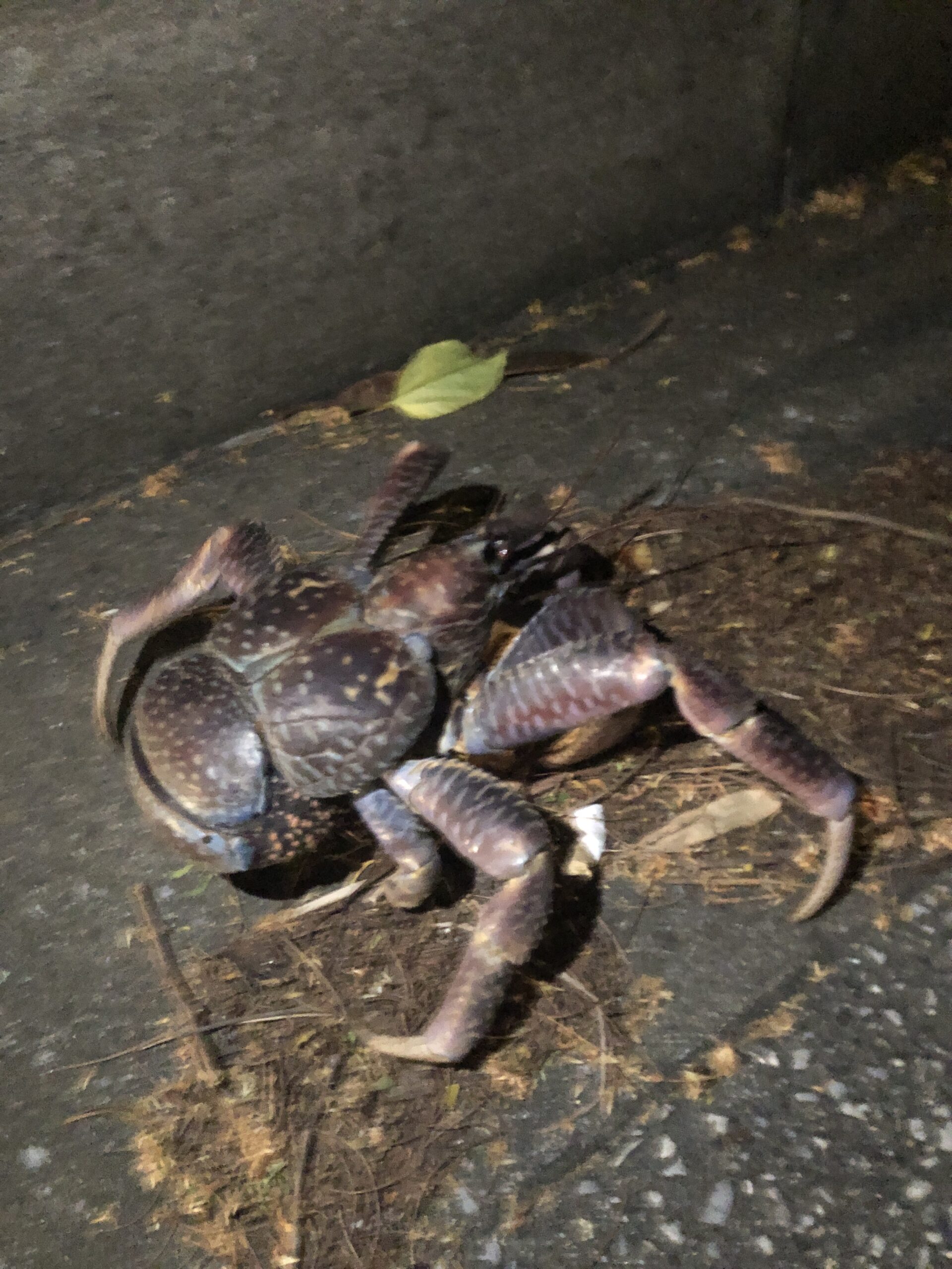 北大東では夜中に車道を走っていると、大きいヤシガニが道路を横断していることがあります。このような光景は、島ならではの自然の一部であり、旅行者には特別な体験となり