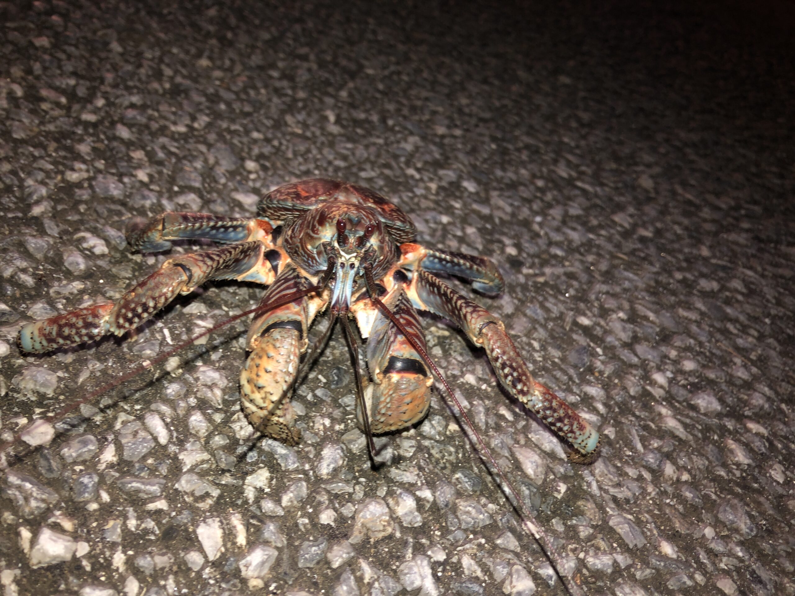 北大東島に生息するヤシガニは夜になると餌を求めて活発に動き回ります。個体のサイズは様々で、手のひらサイズから両手に収まらないほど大きな個体までいます。