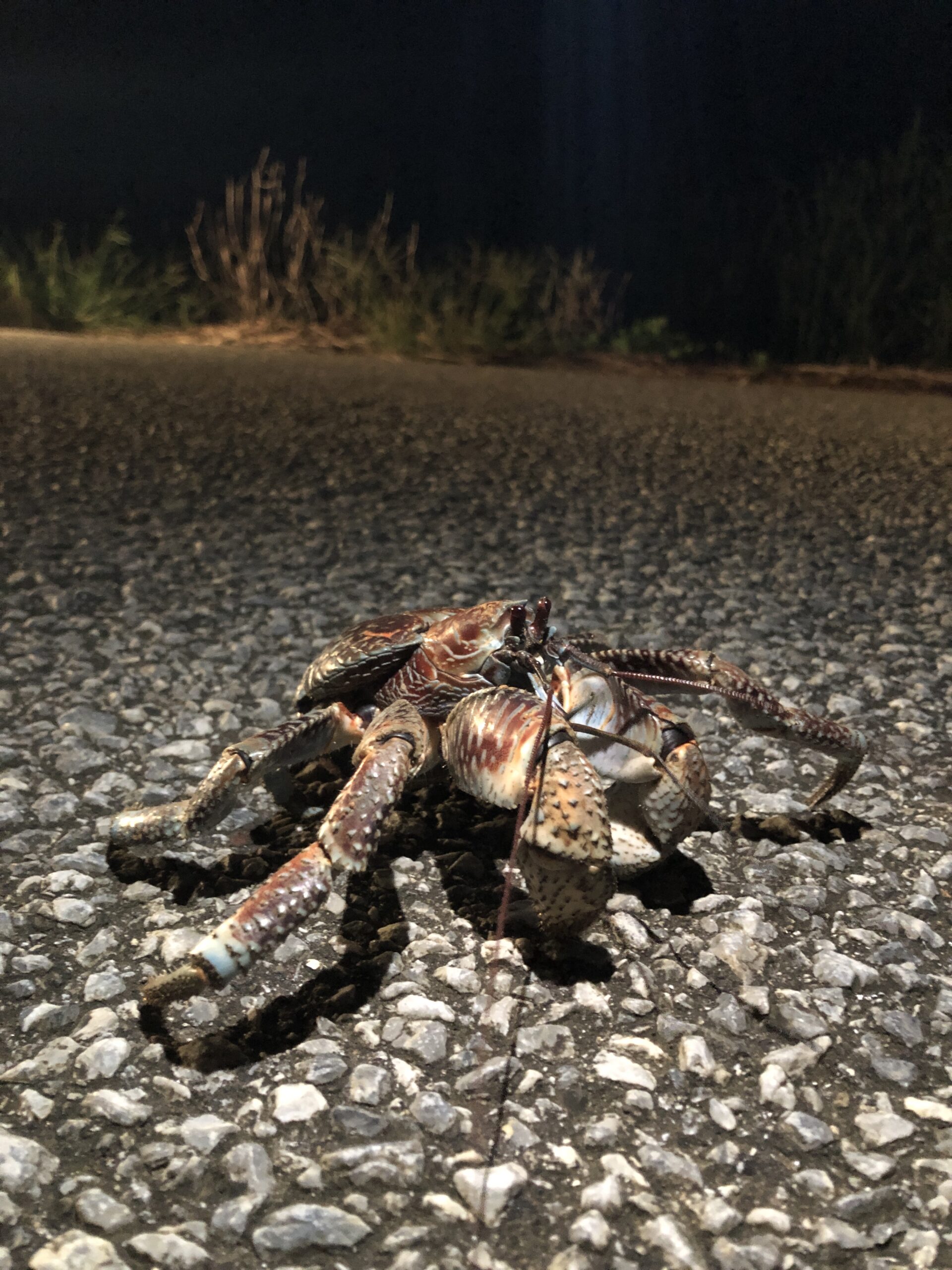 北大東島の路上でヤシガニに遭遇しました。ヤシガニは毒を持っていませんが、食べたものによっては内臓に毒が蓄積されていることがあるそうです。捕まえて食べる際には注意