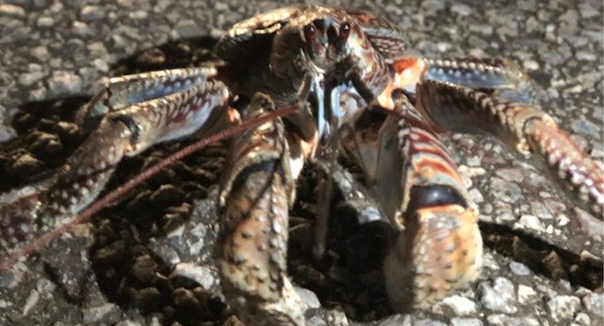 北大東島にも生息しているヤシガニですが、ハサミの挟む力はライオンの咬合力に匹敵するといわれています。その力強いイメージからは想像できないような、意外とかわいい顔