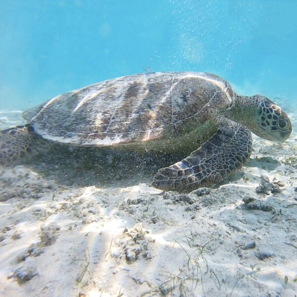 石垣島もとってもおす 観光スポット