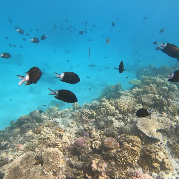 石垣島もとってもおす